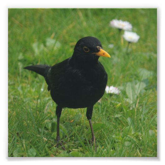 Blackbird op English Lawn Foto Afdruk (Voorkant)