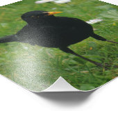 Blackbird op English Lawn Foto Afdruk (Hoek)