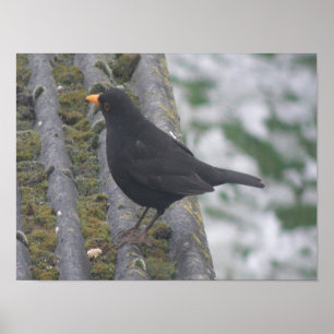 Blackbird Print