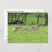 Blackbuck Antelope Briefkaart (Voorkant / Achterkant)