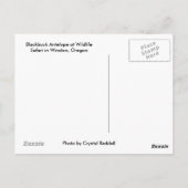 Blackbuck Antelope Briefkaart (Achterkant)