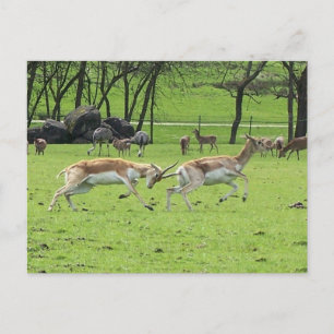 Blackbuck Antelope Briefkaart