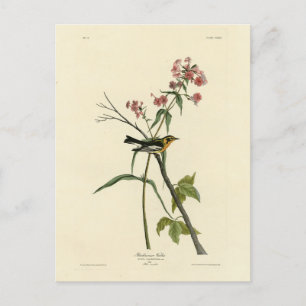 Blackburnian Warbler - Amerikaanse vogels van Audu Briefkaart
