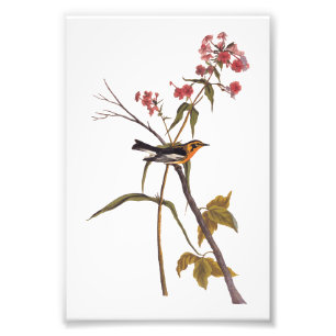 Blackburnian Warbler Audubon Songbird Art Foto Afdruk