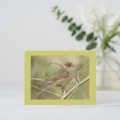 Blackcap Briefkaart (Staand voorkant)
