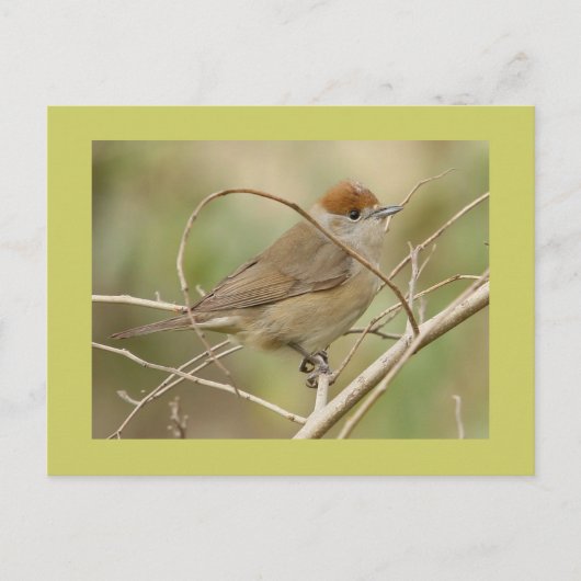 Blackcap Briefkaart (Voorkant)