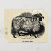 Blackface Sheep Briefkaart (Voorkant / Achterkant)