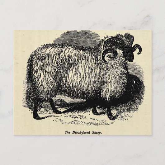 Blackface Sheep Briefkaart (Voorkant)