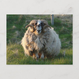 Blackface Sheep, Isle of Lewis, Outer Hebrides, SC Briefkaart