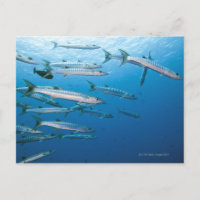 Blackfin Barracuda