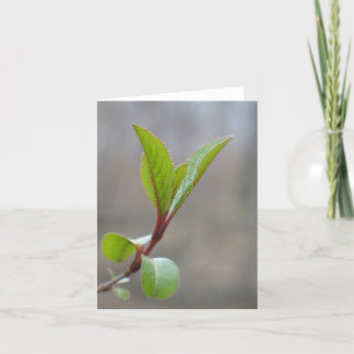 Blackhaw Notecard Kaart