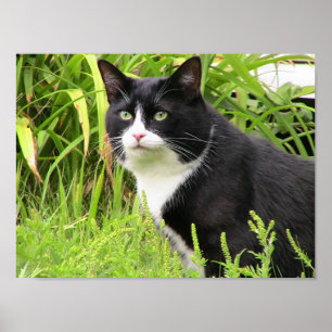 Blackie op waarschuwing poster