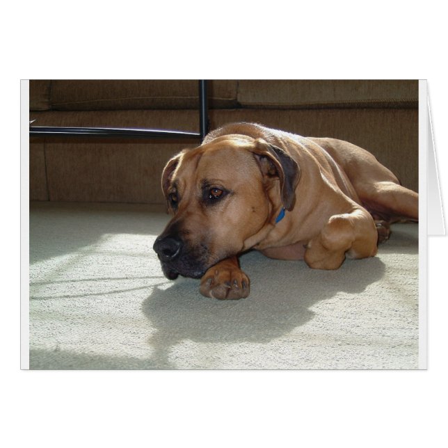 blackmouth cur couché (Devant horizontal)