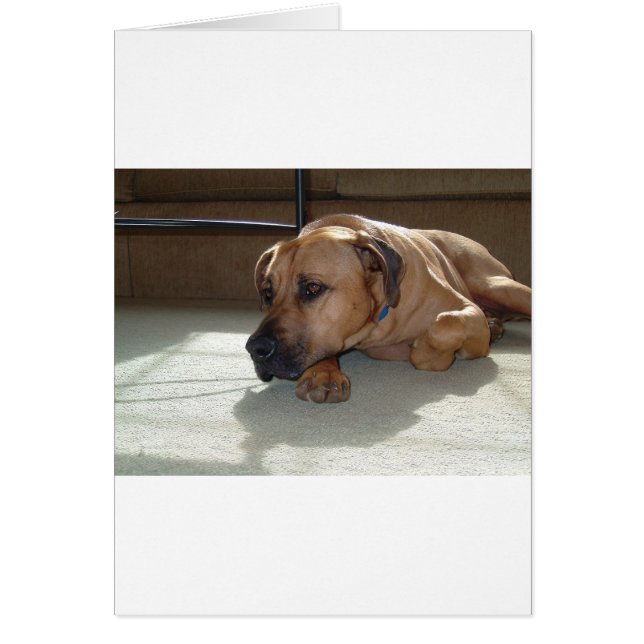 blackmouth cur leggend (Voorkant)