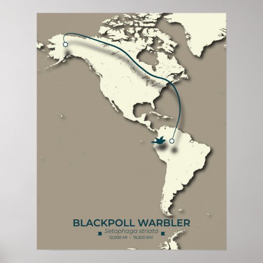 Blackpoll Warbler-migratiekaart – minimalistisch Poster (Voorkant)