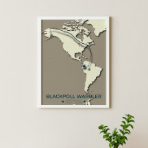 Blackpoll Warbler-migratiekaart – minimalistisch