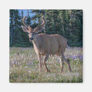 Blacktail Deer Buck Nationaal Olympisch Park Magneet