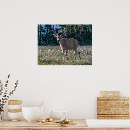 Blacktail Deer Buck | Nationaal Olympisch Park Poster (Keuken)