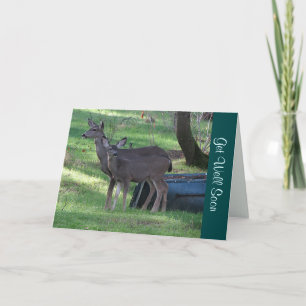 Blacktail Deer krijgt snel een briefkaart