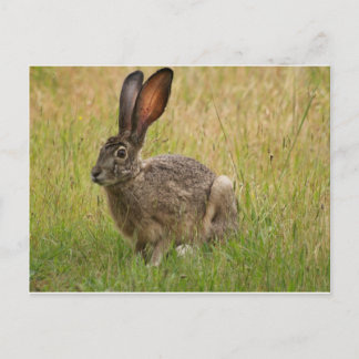 Blacktailed Jackrabbit in Field Briefkaart