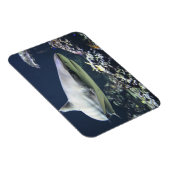 Blacktip Shark zwemmen in koraal Magneet (Rechterzijde)
