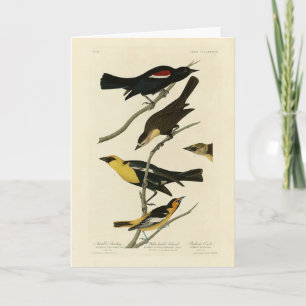Blackvogels en Oriole, Amerikaanse vogels van Audu Kaart