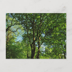 Blackweir Bossen, Bute Park, Cardiff Wales Briefka Briefkaart