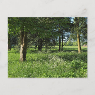 Blackweir Bossen, Bute Park, Cardiff Wales Briefkaart
