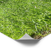 Blackweir Bossen, Bute Park, Cardiff Wales Poster (Hoek)