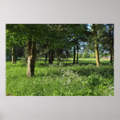 Blackweir Bossen, Bute Park, Cardiff Wales Poster (Voorkant)