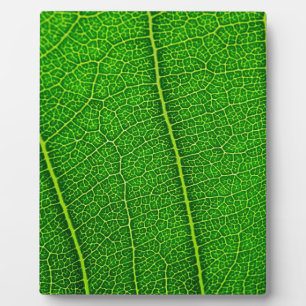 Blad Fotoplaat