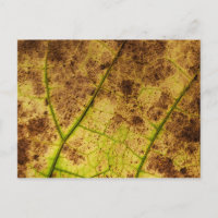 Blad - Macro Afbeelding Herfst herfstbladeren