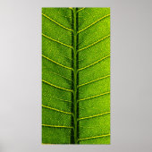 blad poster (Voorkant)