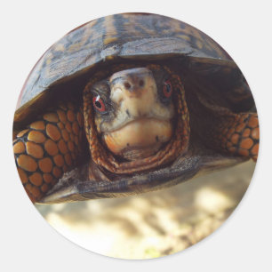 Blad van 20 Box Turtle Stickers