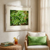 Blad van de Hosta Plantainlelie Poster
