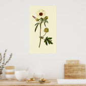 Bladder Hibiscus, Venice Mallow Poster (Keuken)
