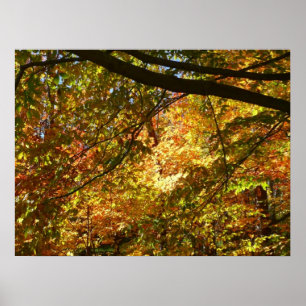 Bladerdak van herfstbladeren I Gele herfst natuur Poster