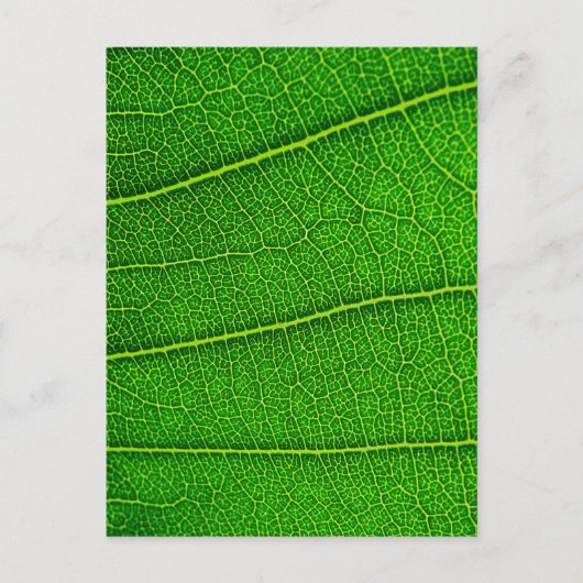 bladeren briefkaart (Voorkant)