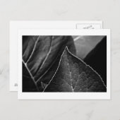 bladeren briefkaart (Voorkant / Achterkant)