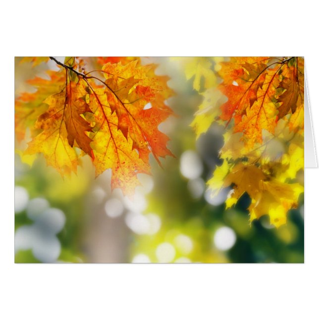 Bladeren in de takken van het herfstbos (Voorkant Horizontaal)