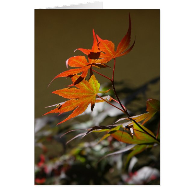 Bladeren in zonlicht (Voorkant)