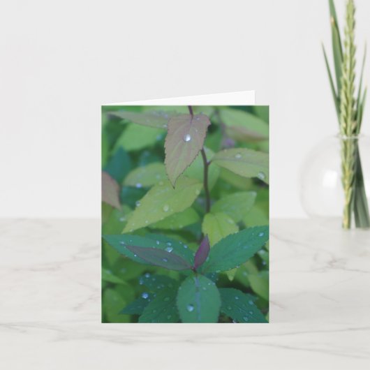 Bladeren met dauw kaart (Voorkant)