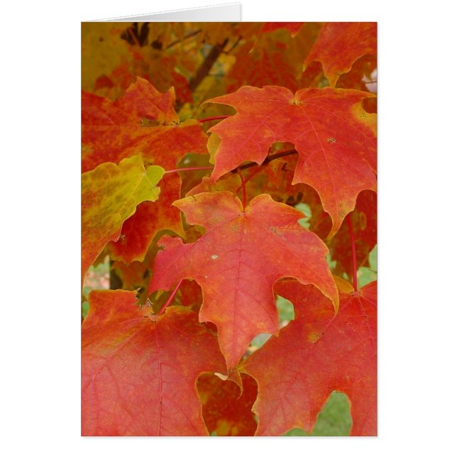 Bladeren van rood (Voorkant)