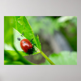 Bladkever op Plant Poster