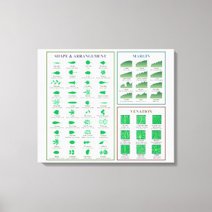 Bladmorfologie Grafiek Rand Vorm Veneerpatroon Canvas Afdruk