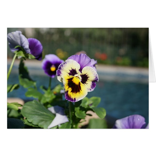 Blanc, alto (Devant Horizontal)