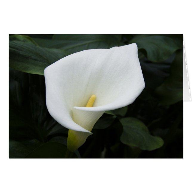 Blanc Calla Lily (Devant horizontal)