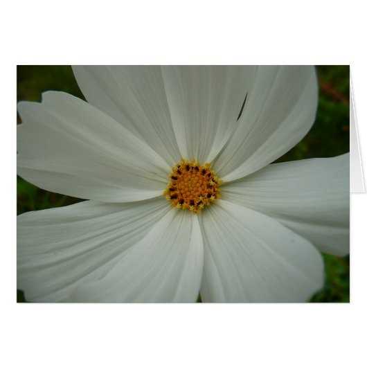 Blanc Cosmos Fleur sauvage d'été Floral (Devant horizontal)
