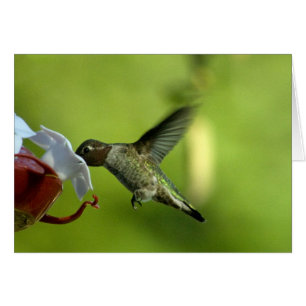 Blanc de colibri