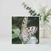 Blanc et invitation de papillon à ailes par noir (Debout devant)